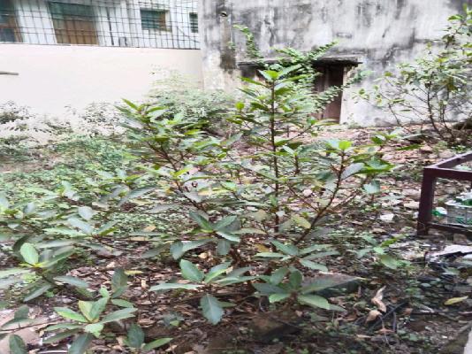 Plot For Sale  In Kk Nagar West, K. K. Nagar