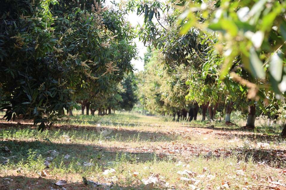 Plot For Sale  In Odion The Woods Of East