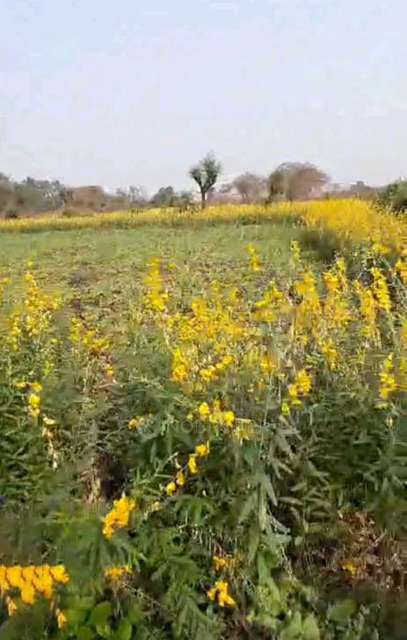 Plot For Sale  In Alibag