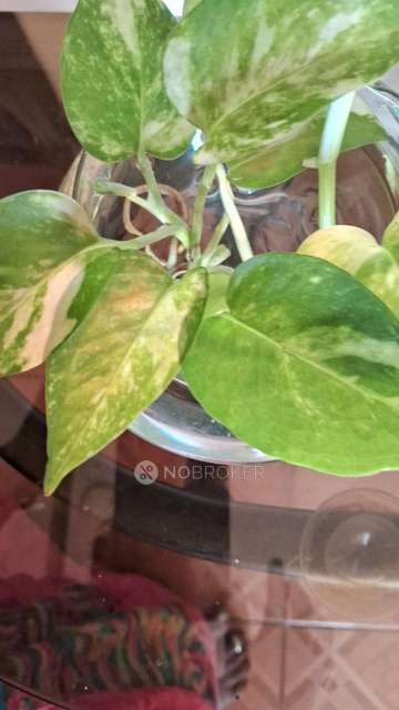 Office Space in Ekkatuthangal, Chennai for Rent 