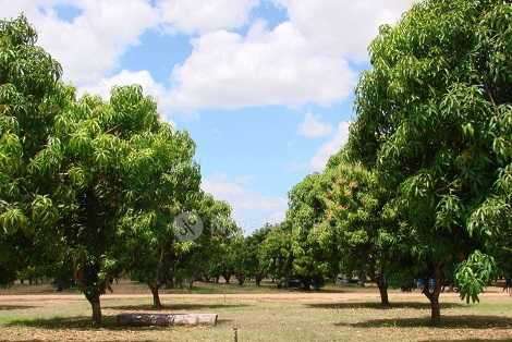 Pragati Green Meadows Farm Plots