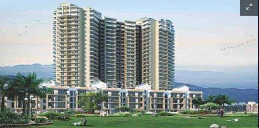 Mahalakshmi White Orchids