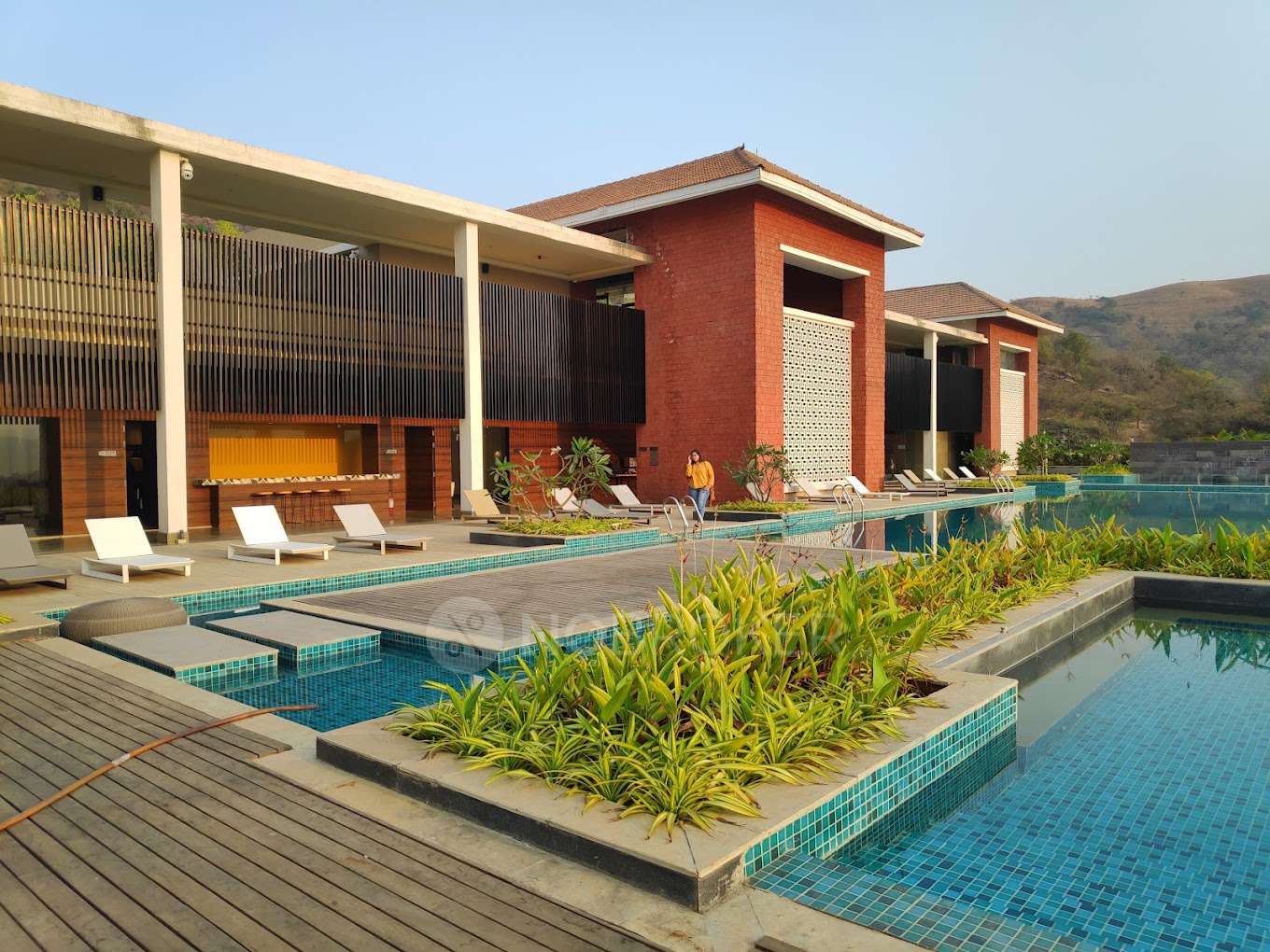 Green Rossette, Viva, Pirangut